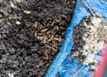 Riz avarié à Coyah : « Je ne pensais pas que des Guinéens pouvaient chercher de l’argent sur le dos des Guinéens en les rendant malades » (MS DIABY)