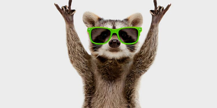 Funny raccoon in green sunglasses showing a rock gesture isolated on white background