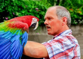 Guinee Panorama humour : un voleur malchanceux !