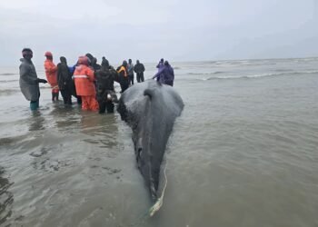 Baleine échouée à Forécariah : la carcasse a été enfouie (MEDD)