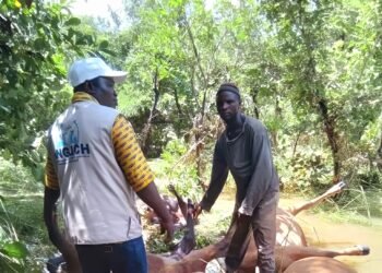 Inondations à Kanfrandou : plusieurs bœufs meurent noyés