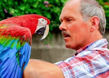 Guinee Panorama humour : le perroquet chez le boucher