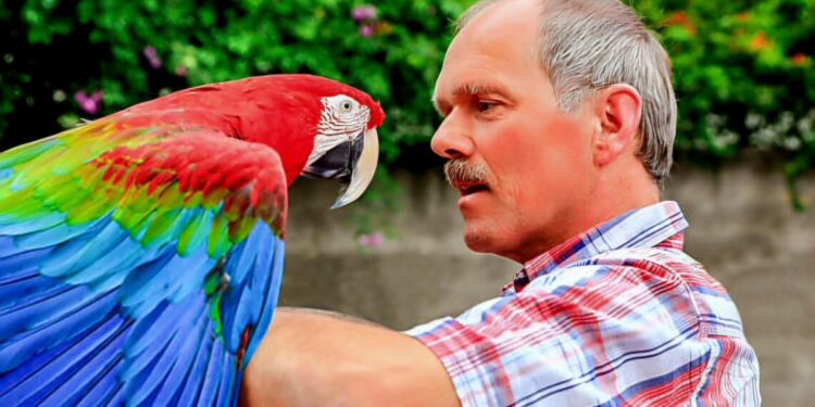 Dutch man holding red macaw on the arm outdoors. The dutch man is talking to his pet because this bird can say many words. It's a close up photo where you can see the vivid blue, green and red colors of this beautiful animal.