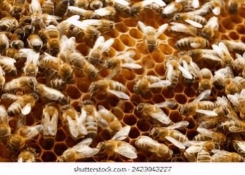 Lélouma : des abeilles attaquent une mosquée et font un mort