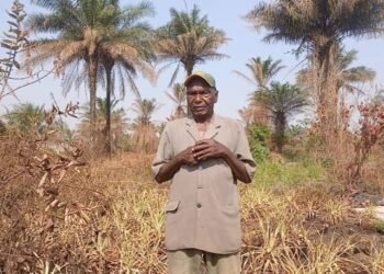 Agriculture : un planteur d&rsquo;ananas perd plus d&rsquo;un hectare à Kindia